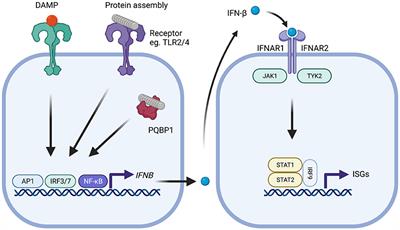 Type-I Interferons in Alzheimer's Disease and Other Tauopathies